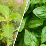 Tulsi vs. Basil: What’s the Difference? 