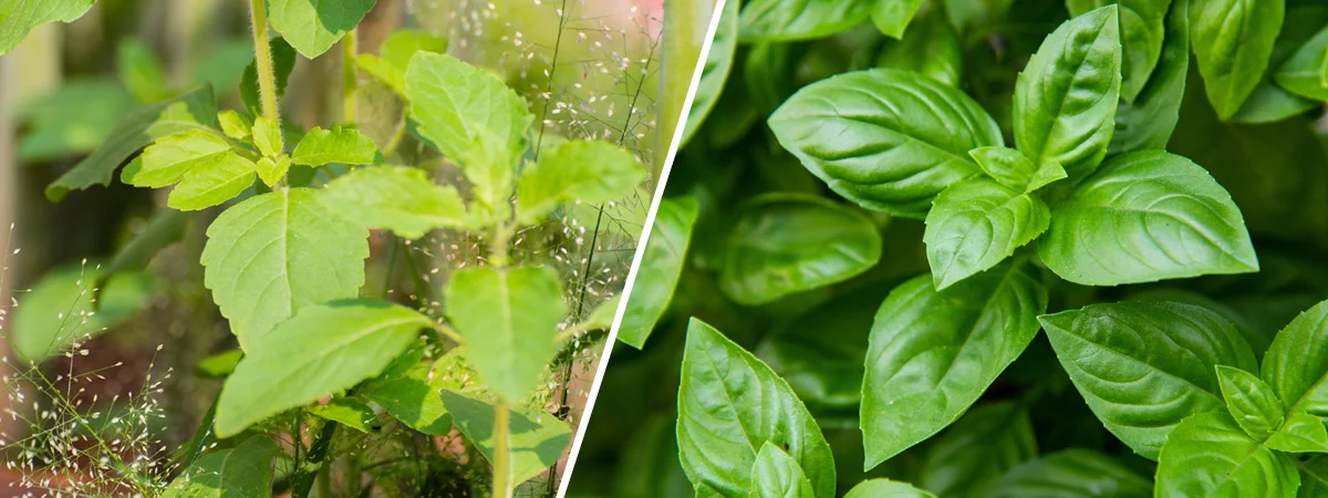 Tulsi vs. Basil: What’s the Difference? 