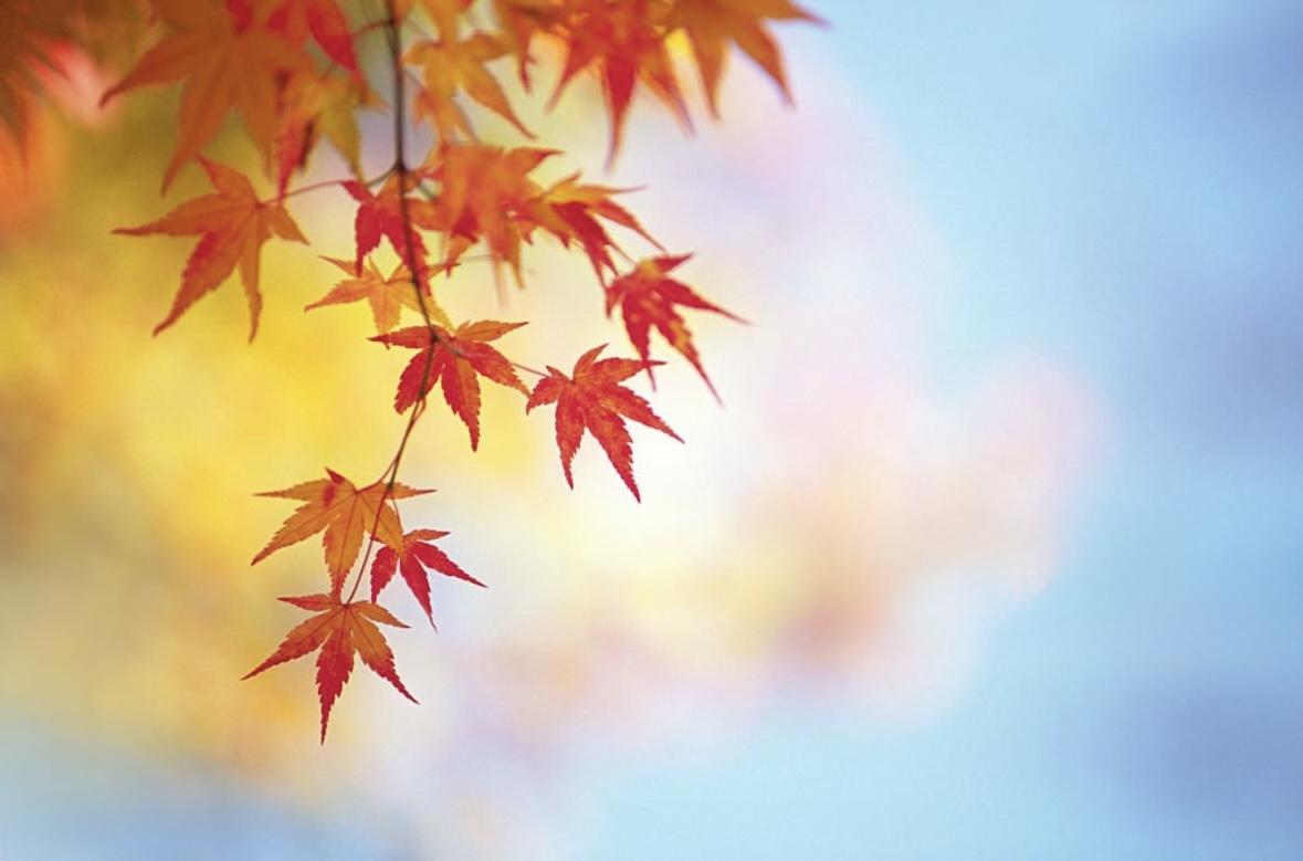 Fall into Glow: Why November Is Your Ideal Time for Rejuvenation Treatments at First Impressions Rejuvenation Clinic